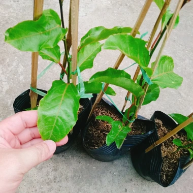 Cây Chanh Dây Ngọt Vàng - 3 tháng cho trái, chỉ 38.000 VND, giá ưu đãi