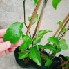 Cây Chanh Dây Ngọt Vàng - 3 tháng cho trái, chỉ 38.000 VND, giá ưu đãi 8