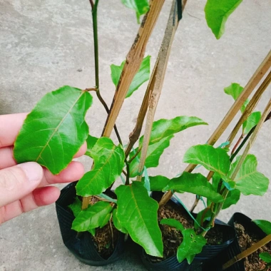 Cây Chanh Dây Ngọt Vàng - 3 tháng cho trái, chỉ 38.000 VND, giá ưu đãi