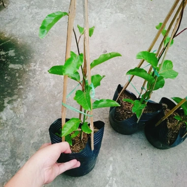 Cây Chanh Dây Ngọt Vàng - 3 tháng cho trái, chỉ 38.000 VND, giá ưu đãi