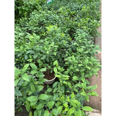 Cây chanh tươi 30cm lá thơm - Nhiều công dụng trong nấu ăn, giá ưu đãi 75.000