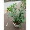 Cây chanh tươi 30cm lá thơm - Nhiều công dụng trong nấu ăn, giá ưu đãi 75.000 2