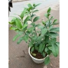 Cây chanh tươi 30cm lá thơm - Nhiều công dụng trong nấu ăn, giá ưu đãi 75.000 3