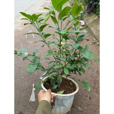 Cây chanh tươi 30cm lá thơm - Nhiều công dụng trong nấu ăn, giá ưu đãi 75.000