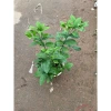 Cây chanh tươi 30cm lá thơm - Nhiều công dụng trong nấu ăn, giá ưu đãi 75.000 5