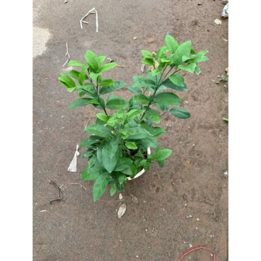 Cây chanh tươi 30cm lá thơm - Nhiều công dụng trong nấu ăn, giá ưu đãi 75.000