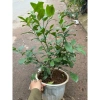 Cây chanh tươi 30cm lá thơm - Nhiều công dụng trong nấu ăn, giá ưu đãi 75.000 6
