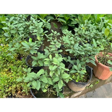 Cây chanh tươi 30cm lá thơm - Nhiều công dụng trong nấu ăn, giá ưu đãi 75.000