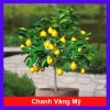 Cây chanh vàng mỹ - Cây ăn quả trồng chậu, ra trái nhanh chỉ 5 tháng, giá chỉ 35.000₫