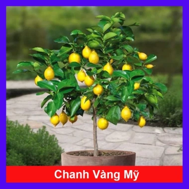 Cây chanh vàng mỹ - Cây ăn quả trồng chậu, ra trái nhanh chỉ 5 tháng, giá chỉ 35.000₫