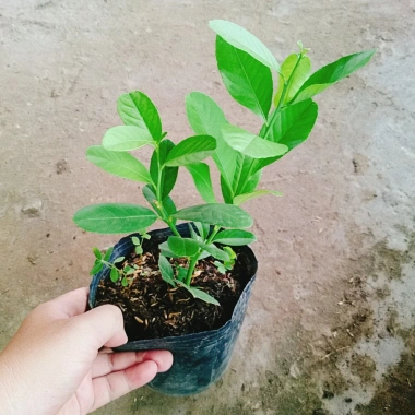 Cây chanh vàng mỹ - Cây ăn quả trồng chậu, ra trái nhanh chỉ 5 tháng, giá chỉ 35.000₫