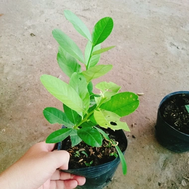 Cây chanh vàng mỹ - Cây ăn quả trồng chậu, ra trái nhanh chỉ 5 tháng, giá chỉ 35.000₫