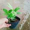 Cây chanh vàng mỹ - Cây ăn quả trồng chậu, ra trái nhanh chỉ 5 tháng, giá chỉ 35.000₫ 4