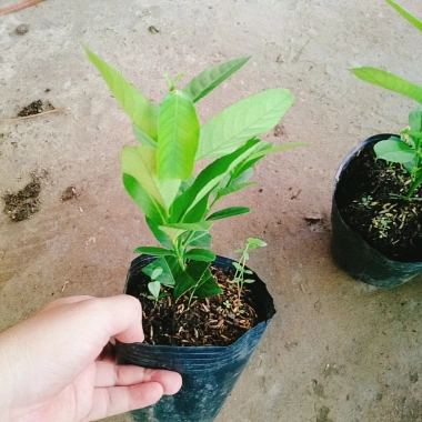 Cây chanh vàng mỹ - Cây ăn quả trồng chậu, ra trái nhanh chỉ 5 tháng, giá chỉ 35.000₫