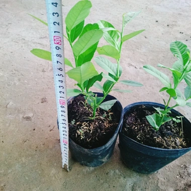 Cây chanh vàng mỹ - Cây ăn quả trồng chậu, ra trái nhanh chỉ 5 tháng, giá chỉ 35.000₫