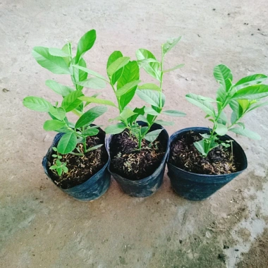 Cây chanh vàng mỹ - Cây ăn quả trồng chậu, ra trái nhanh chỉ 5 tháng, giá chỉ 35.000₫