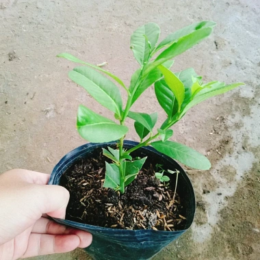 Cây chanh vàng mỹ - Cây ăn quả trồng chậu, ra trái nhanh chỉ 5 tháng, giá chỉ 35.000₫