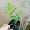 Cây chanh vàng mỹ - Cây ăn quả trồng chậu, ra trái nhanh chỉ 5 tháng, giá chỉ 35.000₫ 9