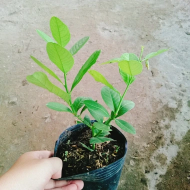 Cây chanh vàng mỹ - Cây ăn quả trồng chậu, ra trái nhanh chỉ 5 tháng, giá chỉ 35.000₫