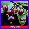 Cây Cherry Brazil ăn quả - Giá ưu đãi 68.000₫, chất lượng cao, trồng trong nhà, giá gốc 82.960₫