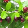 Cây Cherry Brazil ăn quả - Giá ưu đãi 68.000₫, chất lượng cao, trồng trong nhà, giá gốc 82.960₫ 2