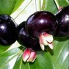 Cây Cherry Brazil ăn quả - Giá ưu đãi 68.000₫, chất lượng cao, trồng trong nhà, giá gốc 82.960₫ 3
