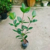 Cây Cherry Brazil ăn quả - Giá ưu đãi 68.000₫, chất lượng cao, trồng trong nhà, giá gốc 82.960₫ 4