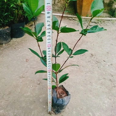 Cây Cherry Brazil ăn quả - Giá ưu đãi 68.000₫, chất lượng cao, trồng trong nhà, giá gốc 82.960₫ 5