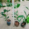 Cây Cherry Brazil ăn quả - Giá ưu đãi 68.000₫, chất lượng cao, trồng trong nhà, giá gốc 82.960₫ 6