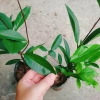 Cây Cherry Brazil ăn quả - Giá ưu đãi 68.000₫, chất lượng cao, trồng trong nhà, giá gốc 82.960₫ 7