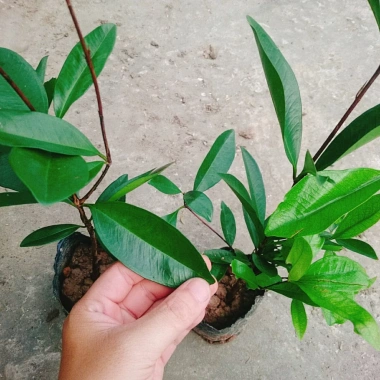 Cây Cherry Brazil ăn quả - Giá ưu đãi 68.000₫, chất lượng cao, trồng trong nhà, giá gốc 82.960₫ 7