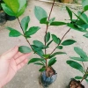 Cây Cherry Brazil ăn quả - Giá ưu đãi 68.000₫, chất lượng cao, trồng trong nhà, giá gốc 82.960₫ 8