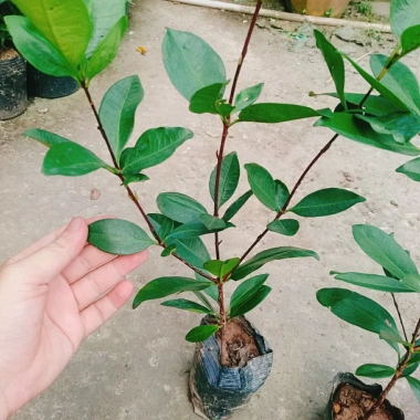 Cây Cherry Brazil ăn quả - Giá ưu đãi 68.000₫, chất lượng cao, trồng trong nhà, giá gốc 82.960₫ 8