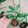 Cây Cherry Brazil ăn quả - Giá ưu đãi 68.000₫, chất lượng cao, trồng trong nhà, giá gốc 82.960₫ 9