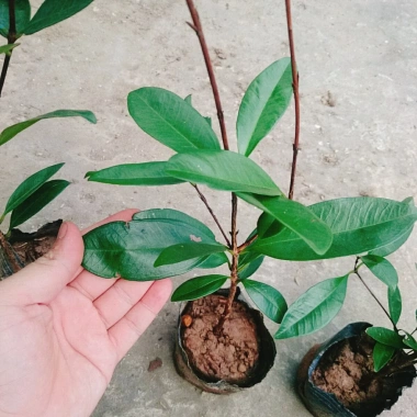 Cây Cherry Brazil ăn quả - Giá ưu đãi 68.000₫, chất lượng cao, trồng trong nhà, giá gốc 82.960₫ 9