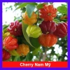 Cây Cherry Khía Nam Mỹ cho quả sau 6 tháng, thích hợp 3 miền VN, giá 65.000