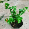 Cây Cherry Khía Nam Mỹ cho quả sau 6 tháng, thích hợp 3 miền VN, giá 65.000 2