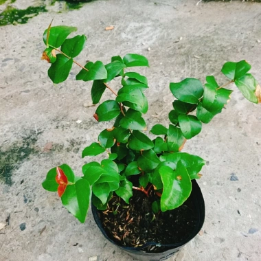 Cây Cherry Khía Nam Mỹ cho quả sau 6 tháng, thích hợp 3 miền VN, giá 65.000