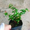 Cây Cherry Khía Nam Mỹ cho quả sau 6 tháng, thích hợp 3 miền VN, giá 65.000 3