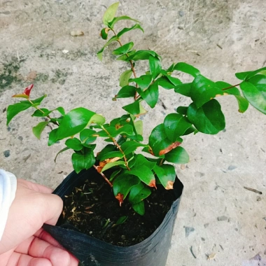 Cây Cherry Khía Nam Mỹ cho quả sau 6 tháng, thích hợp 3 miền VN, giá 65.000 4 Cây Cherry Khía Nam Mỹ cho quả sau 6 tháng, thích hợp 3 miền VN, giá 65.000 4