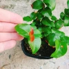 Cây Cherry Khía Nam Mỹ cho quả sau 6 tháng, thích hợp 3 miền VN, giá 65.000 5