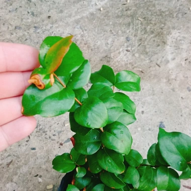 Cây Cherry Khía Nam Mỹ cho quả sau 6 tháng, thích hợp 3 miền VN, giá 65.000