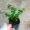 Cây Cherry Khía Nam Mỹ cho quả sau 6 tháng, thích hợp 3 miền VN, giá 65.000 7