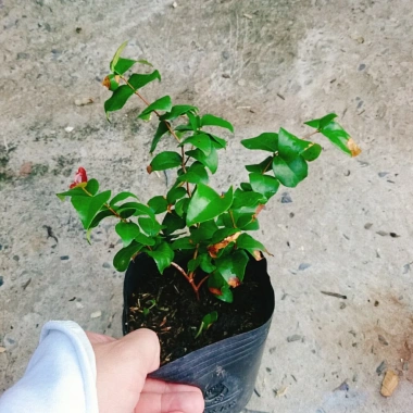 Cây Cherry Khía Nam Mỹ cho quả sau 6 tháng, thích hợp 3 miền VN, giá 65.000