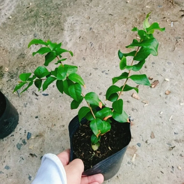Cây Cherry Khía Nam Mỹ cho quả sau 6 tháng, thích hợp 3 miền VN, giá 65.000