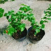 Cây Cherry Khía Nam Mỹ cho quả sau 6 tháng, thích hợp 3 miền VN, giá 65.000 9