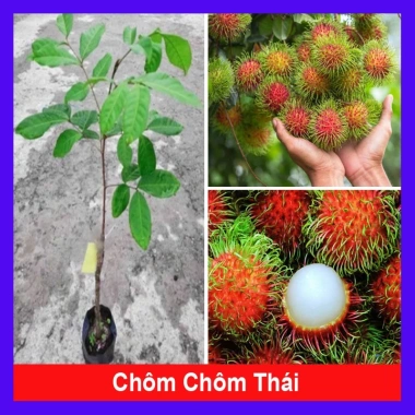 Cây Chôm Chôm Thái ăn quả - Giá chỉ 45.000 VND, chất lượng cao, sinh trưởng nhanh