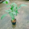 Cây Chôm Chôm Thái ăn quả - Giá chỉ 45.000 VND, chất lượng cao, sinh trưởng nhanh 2