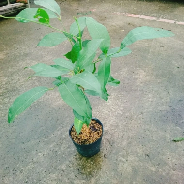 Cây Chôm Chôm Thái ăn quả - Giá chỉ 45.000 VND, chất lượng cao, sinh trưởng nhanh