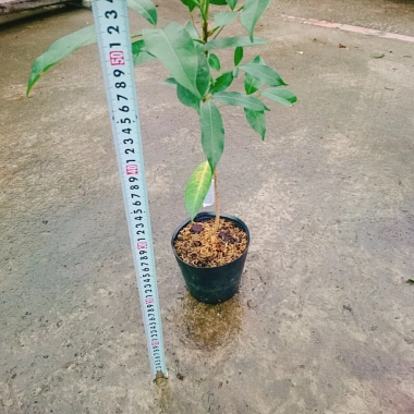 Cây Chôm Chôm Thái ăn quả - Giá chỉ 45.000 VND, chất lượng cao, sinh trưởng nhanh